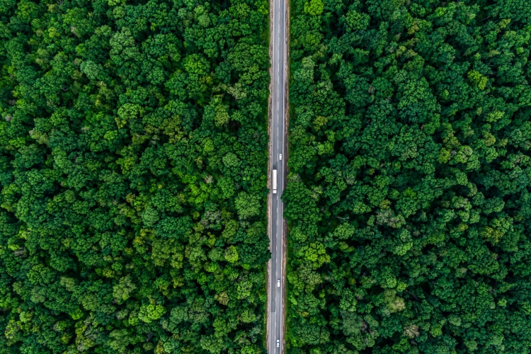 EUDR – obowiązek dla firm handlujących produktami leśnymi