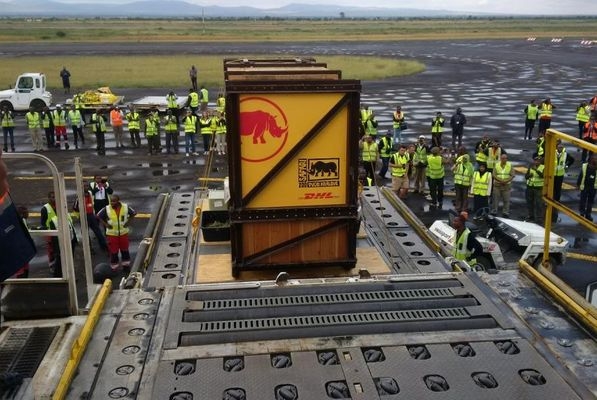 DHL dostarczył nosorożca czarnego do Afryki