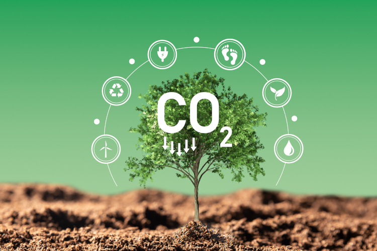 Auchan pierwszą firmą z drugą i trzecią gwiazdką LeanGreen w Polsce