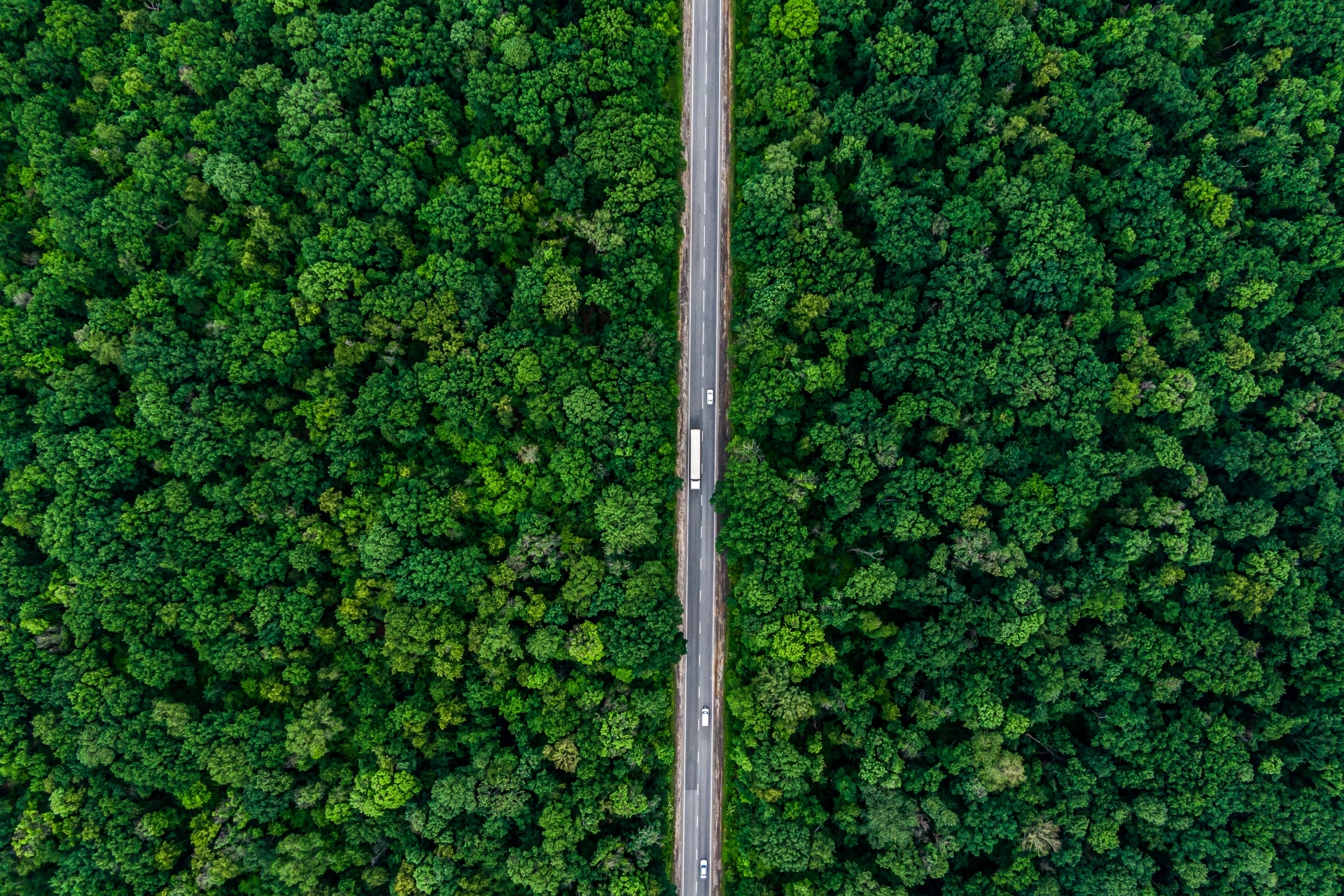 EUDR – obowiązek dla firm handlujących produktami leśnymi